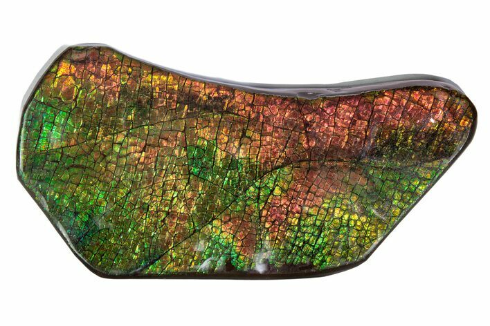 Flashy Ammolite (Fossil Ammonite Shell) - Rainbow Colored #378480